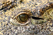 Close up of an eye of a crocodile