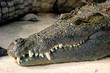 Head of a crocodile with his mouth closed, lying on the ground