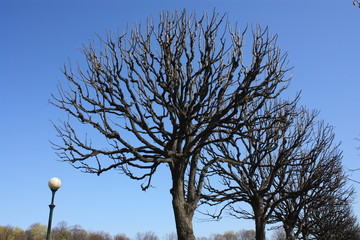 silhouettes of trees in the Park in spring