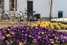 Flower Pots With Blooming Pansies And Parked Bicycles In Background.