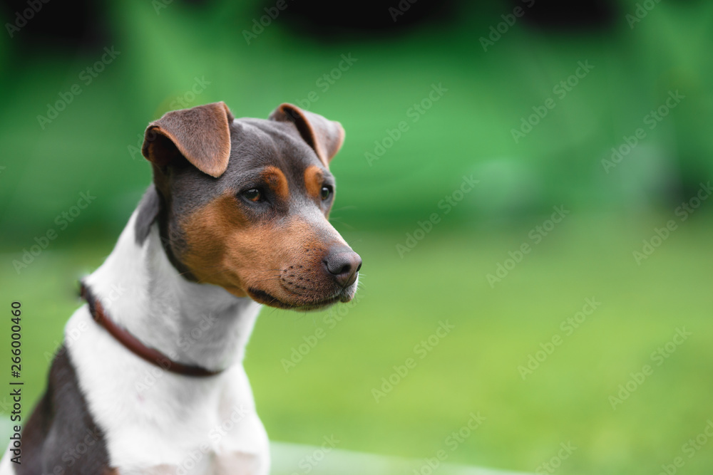 Brazilian terrier portrait on a green grass background - obrazy, fototapety, plakaty 
