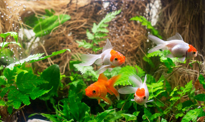 Wall Mural - Carassius auratus goldfish nature background