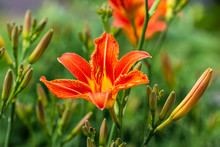 View Of Orange Fire Lily Flowers In The Summer Time Garden