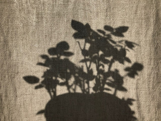 linen curtain and room rose shadow 2