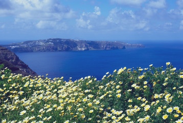 Daisy wildflowers on a background of blue sky, blue sea and island. Summer sunny morning on the island of Santorini, Greece. Euro travel.