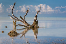 Driftwood Tree On Calm Ocean In Florida Keys_
