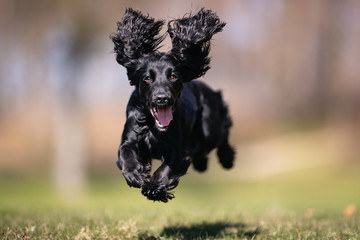 Wall Mural - happy dog ​​has a great time