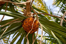 Orange Palm Tree Fruit On Branch With Green Leaves. Tropical Palm With Orange Seeds. Pandanus Palm Branch Closeup