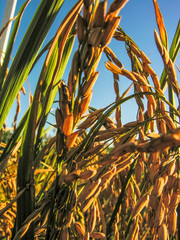 Wall Mural - rice plant in field on farm in Rio Grande do Sul state, Brazil