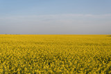Fototapeta Tęcza - Yellow field of oilseed rape