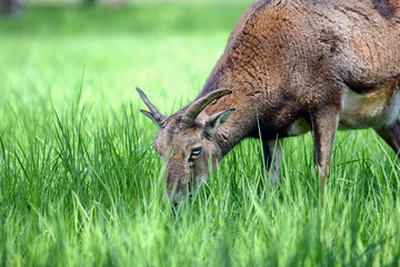 Wall Mural - Mouflon Male Ovis Aries Musimon Eating Grass