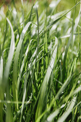 high green grass lawn background in sunlight