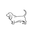 Basset hound dog - isolated