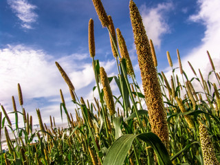 Wall Mural - Organic finger millet field with selective focus in Brazil