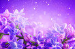 © Subbotina Anna - Lilac flowers bunch violet art design background. Beautiful violet Lilac flowers closeup. Watercolor nature floral backdrop