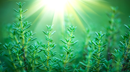 Wall Mural - Thyme. Organic aromatic herbs. Thyme closeup growing in a garden. Seasoning, cooking ingredients