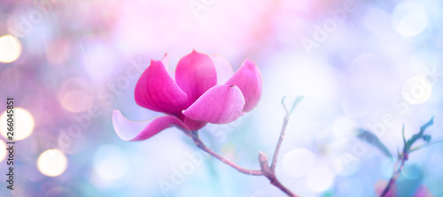 Pink Magnolia. Beautiful nature scene with blooming tree and sun flare. Sprin...