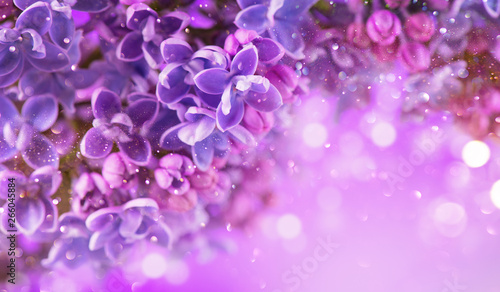 Lilac flowers bunch violet art design background. Beautiful violet Lilac flow...