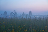 Fototapeta Na ścianę - Foggy sunset in summer field