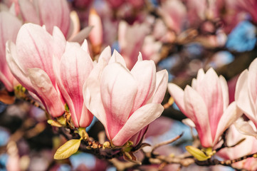 Wall Mural - Nature background with pink magnolia flowers blossoming in spring