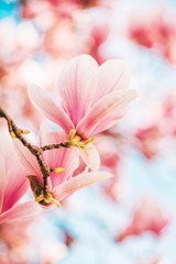 Wall Mural - Nature background with pink magnolia flowers blossoming in spring