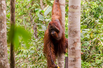 Tanjung Puting Orangutan