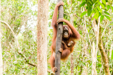 Tanjung Puting Orangutan