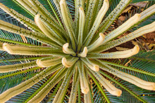 Sago Palm, Cycas Plant New Leafs, Arial View.