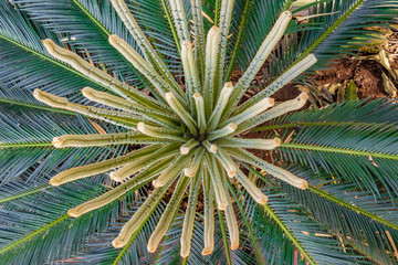  Sago Palm, Cycas plant new leafs, arial view.