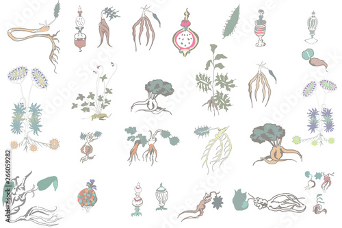 ヴォイニッチ手稿の植物模様 Stock イラスト Adobe Stock ヴォイニッチ手稿の植物模様 Stock イラスト Adobe Stock
