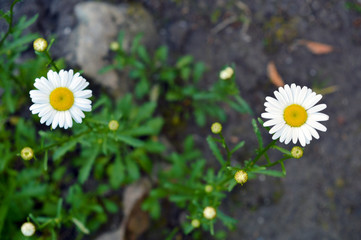 top view of two white daisy flowers, background for a theme of love and the environment