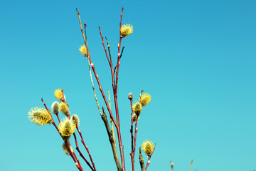 spring willow bloom on a blue background, easter greeting card