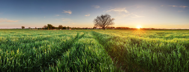 Poster - Wheat field at sunset, panorama