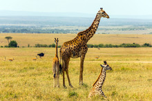 Family Of Giraffes
