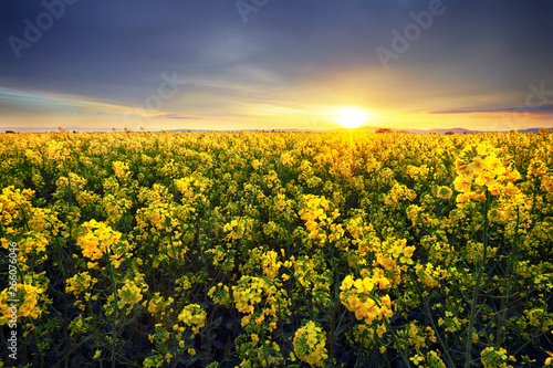 Fotografía Canola yellow field, landscape on a background of clouds at sunset, Rapeseed
