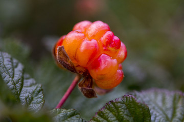 Wall Mural - Сloudberriy berries in the spoon on the stone