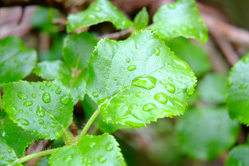 Blätter mit Wassertropfen am Morgen 