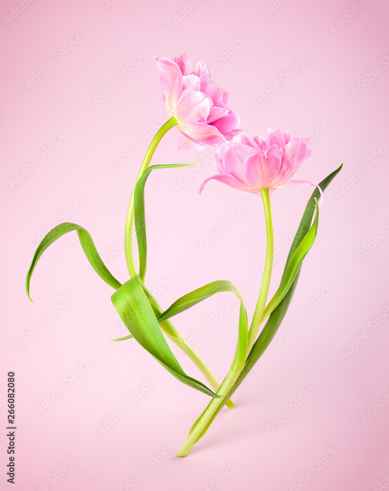 Pink tulip flowers on pink background. - obrazy, fototapety, plakaty 