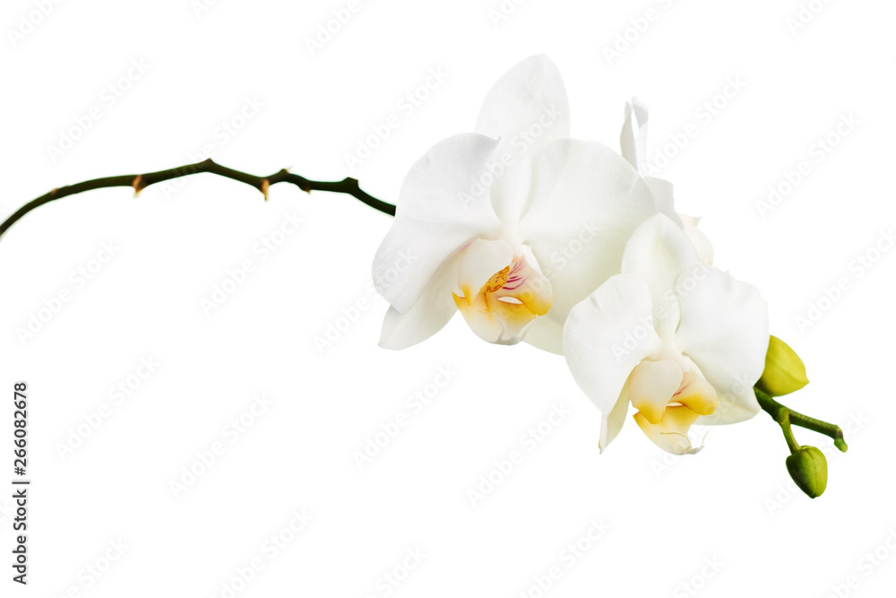 Orchid isolated on white background. - obrazy, fototapety, plakaty 