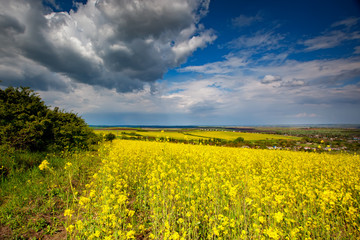 Fotomurales - Beautiful fields of Bright yellow wild flowers. Summer. Winter cress. Barbarea.