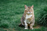 Fototapeta Konie - cat on grass