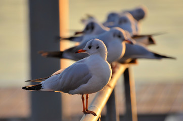 Seagulls standing on a row