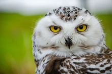 Portrait Of A Snowy Owl (Bubo Scandiacus)