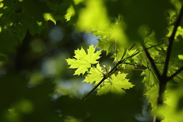 Wall Mural - Spring maple leaf in the forest