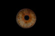 © Christian Papke  - braune Iris