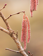 Flowers on hazelnut branches in spring