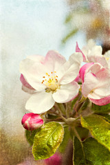  Blossoming flowers of an apple-tree
