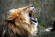 Lion roaring, on a game park in South Africa