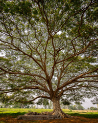 Wall Mural - Samanea saman, albizia saman, or the rain tree near Phrae, Thailand.