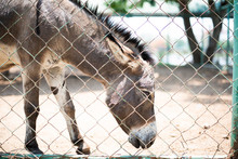 Sleepy And Hungry Donkeys In Cage At Zoo